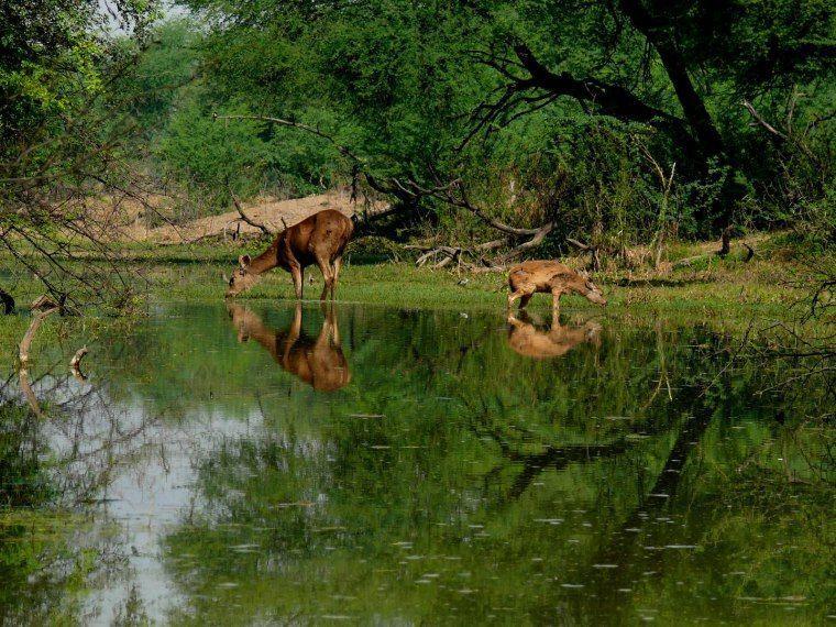 Hotel Eagle Nest Bharatpur Dış mekan fotoğraf